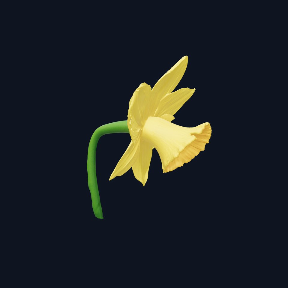 Bright Yellow Daffodil model pack
